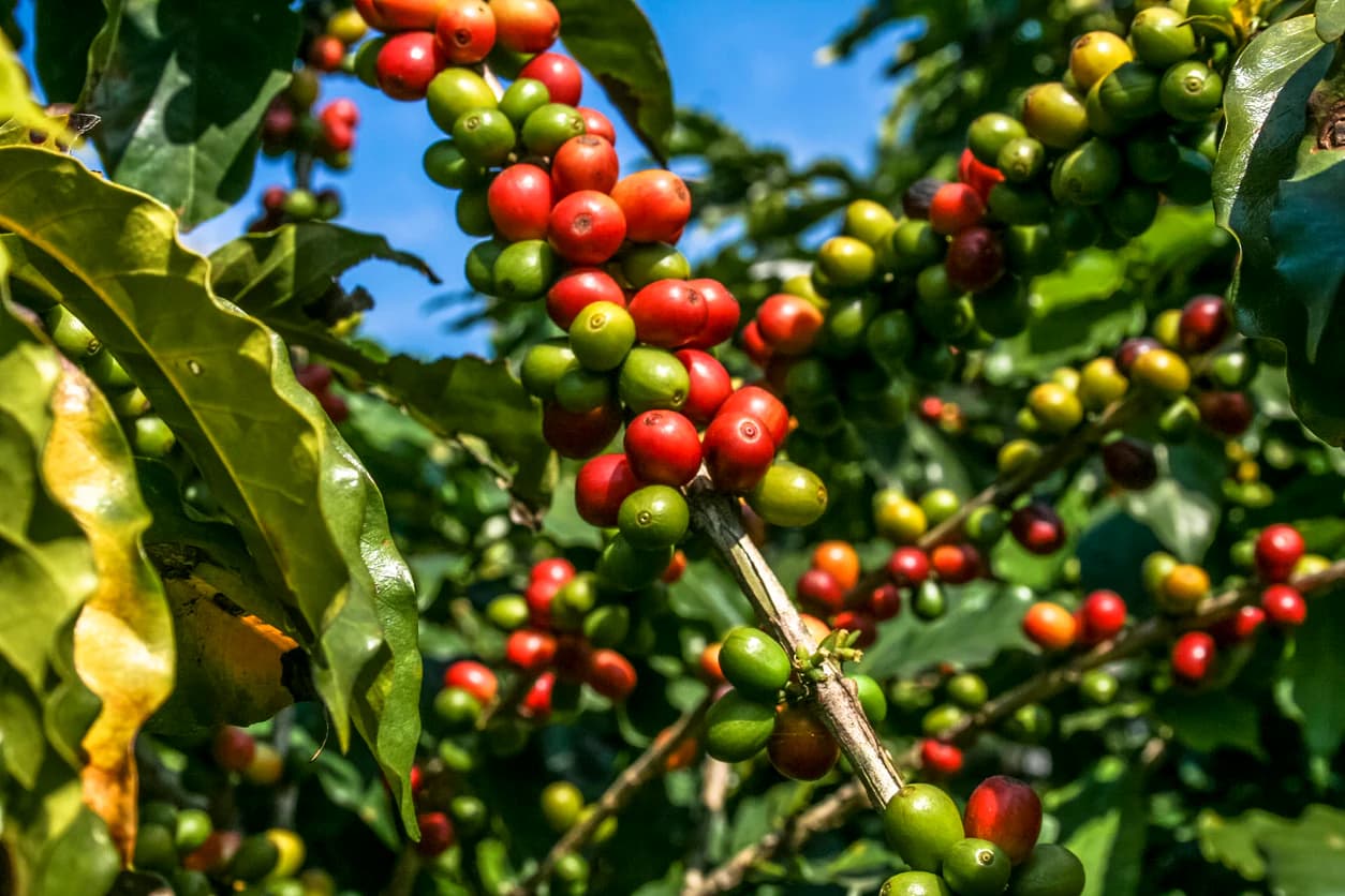 Coffee farm sourcing beans for Swiss Water Process decaf coffee